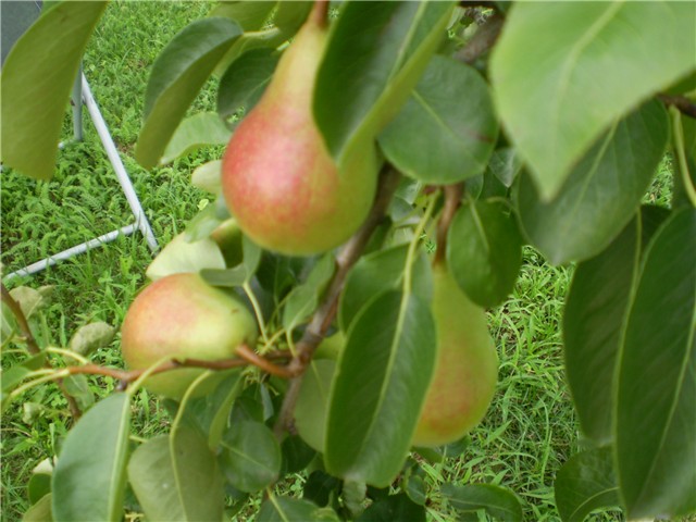 kruške